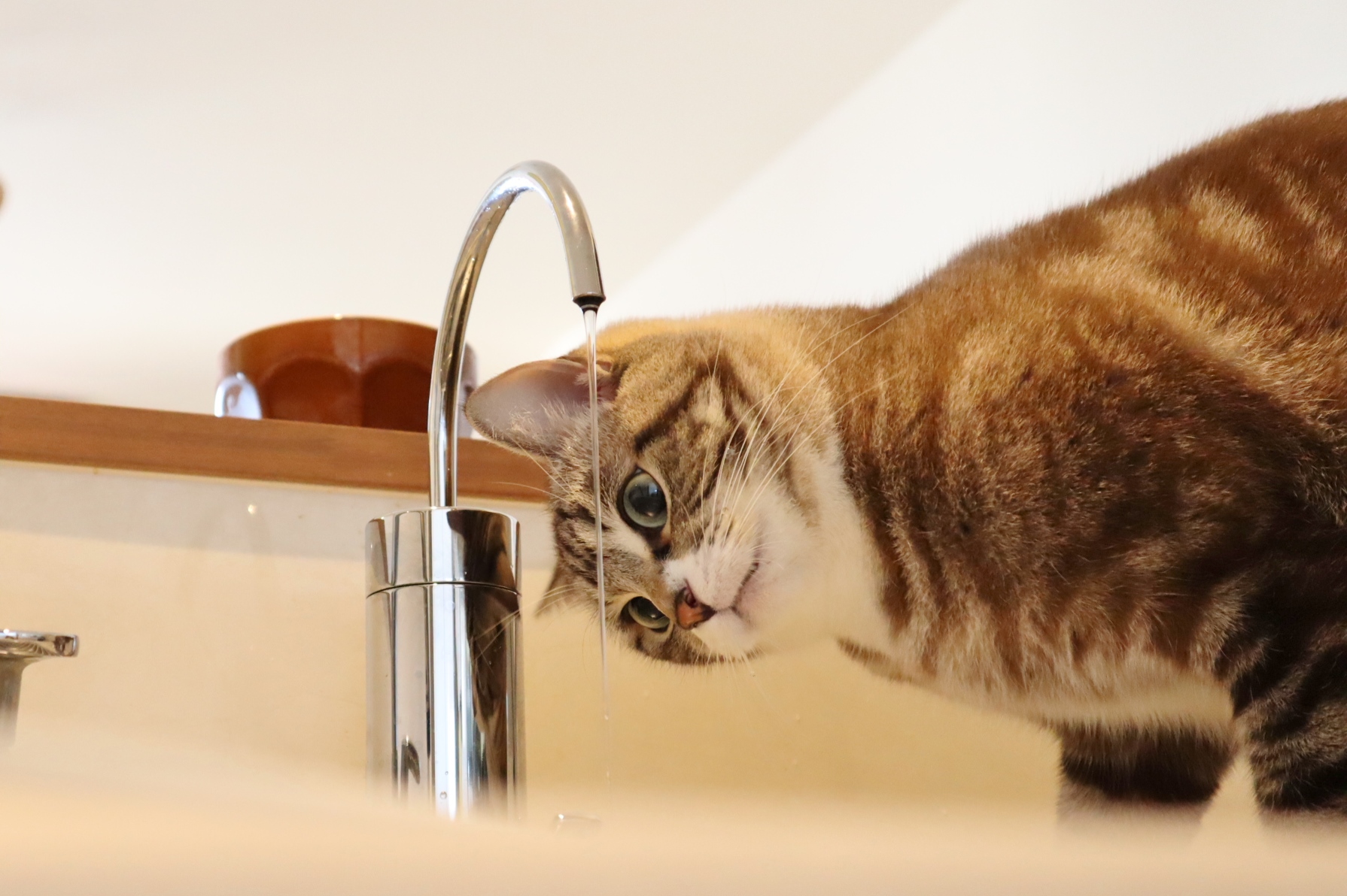 浄水器と軟水器のカートリッジ交換の必要性！