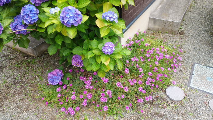 紫陽花とマツバギク